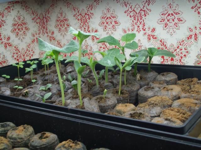 عکسهای دارچین Cinnamomum cassia aromaticum 3